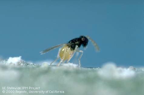 Adult female parasitic wasp, <i>Encarsia inaron</i>, laying an egg in a nymph of ash whitefly, <i>Siphoninus phillyreae</i>. 