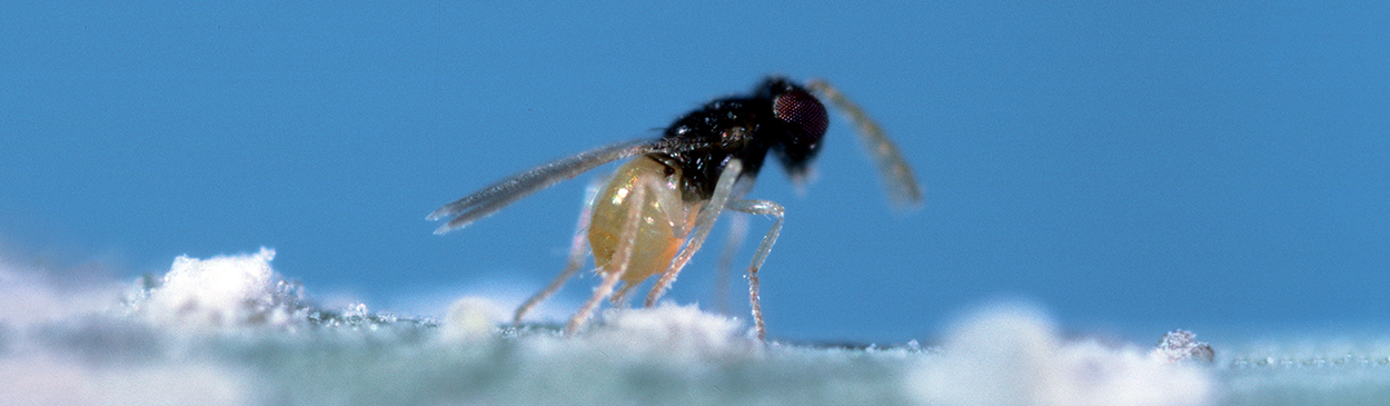 Adult female parasitic wasp, Encarsia inaron, laying an egg in a nymph of ash whitefly, Siphoninus phillyreae.