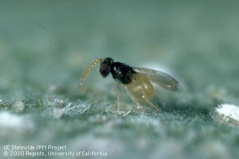 Nymph of ash whitefly.