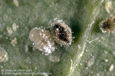 Pupae of ash whitefly, <i>Siphoninus phillyreae</i>. The pale pupa with a honeydew droplet is not parasitized. The blackened pupa is parasitized by <i>Encarsia inaron</i>.