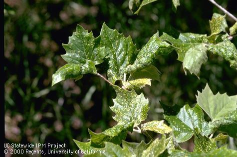 Sycamore leaves severely spotted and distorted from feeding by sycamore scale, <i>Stomacoccus platani.</i>.