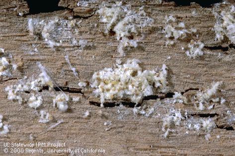 Sycamore scale, <i>Stomacoccus platani,</i> nymphs and eggs exposed underneath a sycamore bark plate.