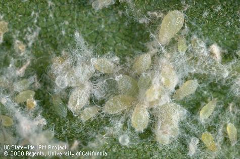 Adults and nymphs of woolly oak aphids, <i>Stegophylla querci</i> =<i>S. quercicola</i>.