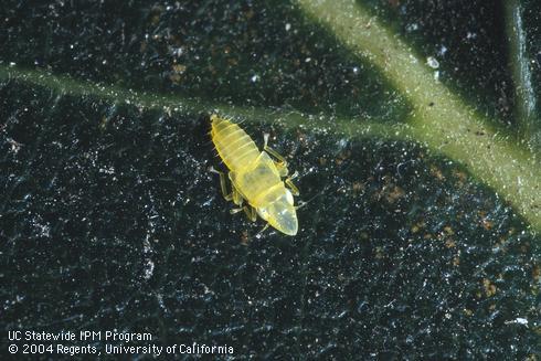 Nymph of twospotted leafhopper, <I>Sophonia rufofascia.</I>  .