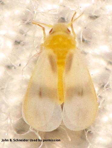 An adult ficus whitefly, <i>Singhiella simplex</i>, has grayish brown markings on the forewings.