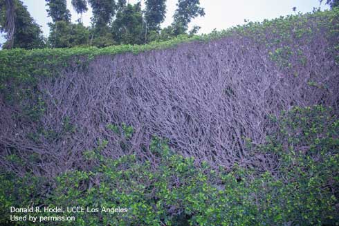 A hedge of Chinese banyan, <i>Ficus microcarpa</i>, defoliated by feeding of ficus whitefly, <i>Singhiella simplex</i>.