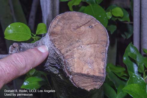 A limb of Chinese banyan, <i>Ficus microcarpa</i>, killed by feeding of ficus whitefly, <i>Singhiella simplex</i>, shown cut in cross-section.