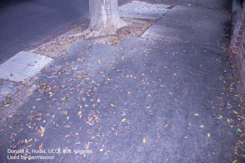 Sidewalk covered with blackish sooty mold, sticky honeydew, and prematurely dropped leaves.