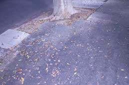 Premature leaf drop and sooty mold due to ficus whitefly.