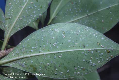 Nymphs and pupae of ficus whitefly, <i>Singhiella simplex</i>, infesting the underside of leaves of Chinese banyan, <i>Ficus microcarpa</i>.