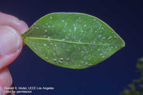 Nymphs and pupae of ficus whitefly, <i>Singhiella simplex</i>, infesting the upperside of a leaf of Chinese banyan, <i>Ficus microcarpa</i>.