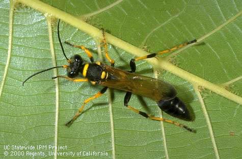 Adult mud dauber, <I>Sceliphron caementarium.</I>.