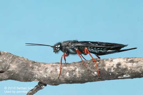 Adult female wood wasp, <i>Sirex californicus.</i>.