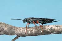 Adult wood wasp, Sirex californicus, female.