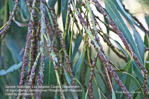 Distorted, discolored shoots of blue gum eucalyptus infested by eulophid gall wasps, <i>Selitrichodes globulus.</i>.