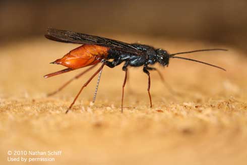 Adult female wood wasp, <i>Sirex nigricornis,</i> ovipositing.