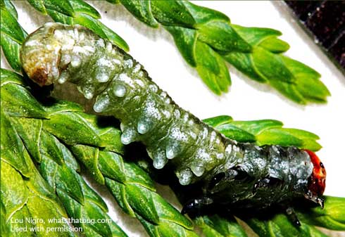 Late instar cypress sawfly, <i>Susana</i> sp., underside showing seven pairs of abdominal prolegs.