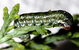 Late instar cypress sawfly.