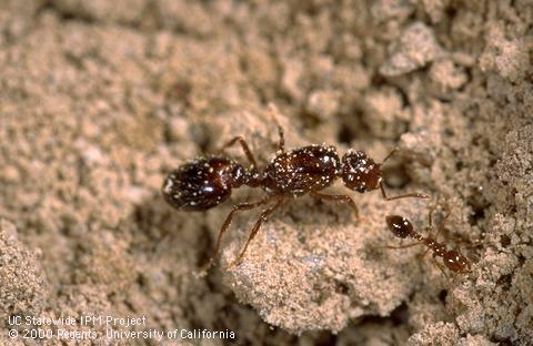 Red imported fire ant workers, large and small forms.