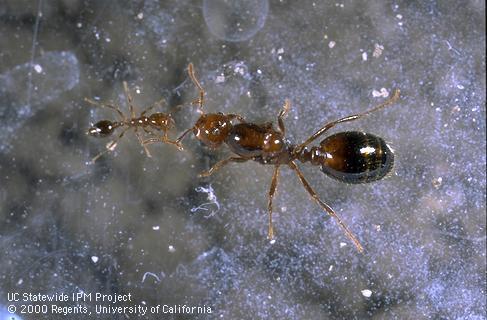 Red imported fire ants: note overall reddish brown color and gold hair.