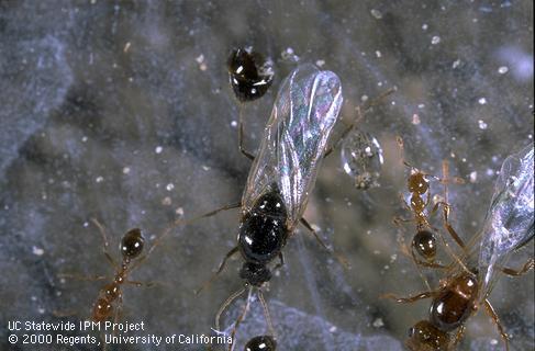 Red imported fire ant dark alate winged male and reddish brown workers.