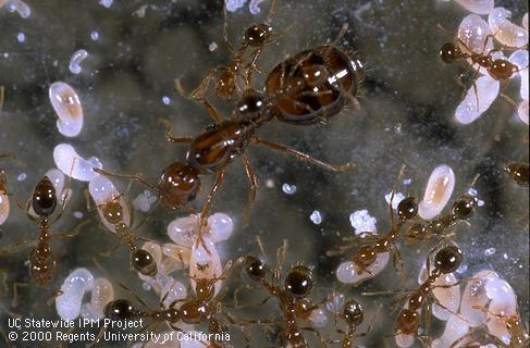 Red imported fire ant larvae, eggs, workers, and queen.