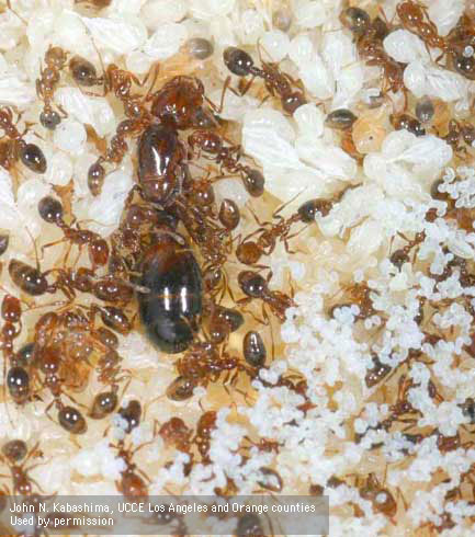 Red imported fire ant queen, <i>Solenopsis invicta,</i> surrounded by workers, eggs, larvae, and pupae.