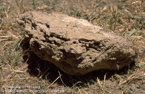 Red imported fire ants form a solidified nest in the soil.