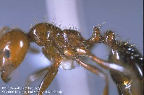 The red imported fire ant has an uneven thorax and 2 petiole nodes.