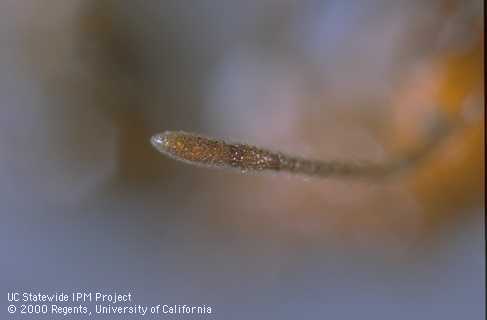 The red imported fire ant has a 2-segmented antennal club.