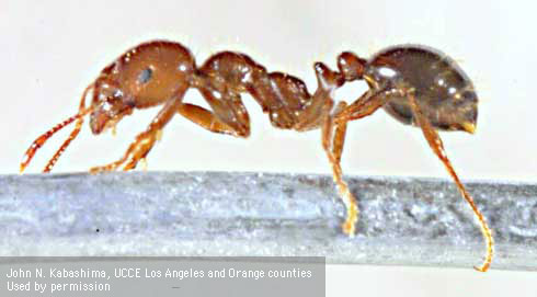 The red imported fire ant worker, <i>Solenopsis invicta,</i> can be identified by its 10-segmented antennae with two segment club and its waist, consisting of two segments with two visible nodes.