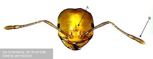 Head of a red imported fire ant worker, <i>Solenopsis invicta,</i> showing an inverted black triangle sometimes seen on the front and a 10-segment antenna with a two-segment antennal club.