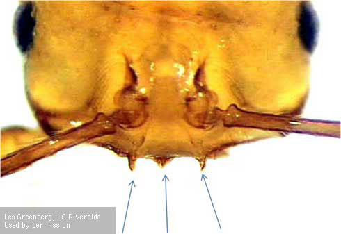 Head of a red imported fire ant queen, <i>Solenopsis invicta,</i> with mandibles removed to show the 3 clypeal teeth diagnostic for this species.