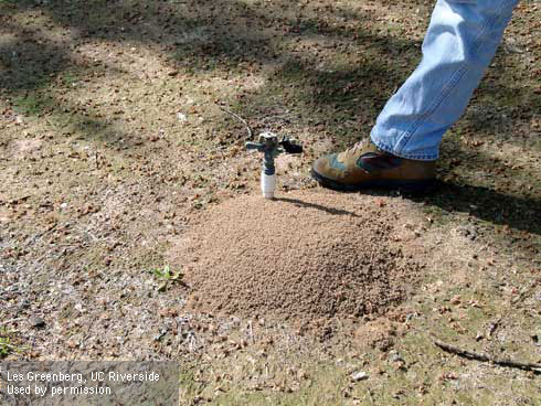 Red imported fire ant mound in CA, built around a sprinkler.