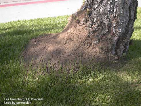 Red imported fire ant mound against a tree in CA.