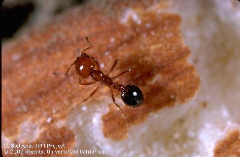 Adult southern fire ant.