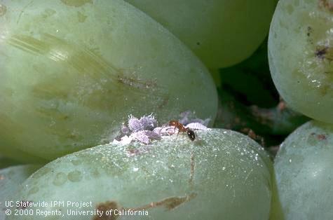 Adult southern fire ant.