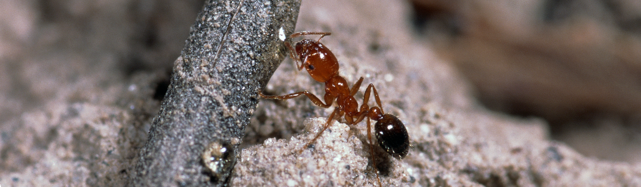 Southern fire ant.