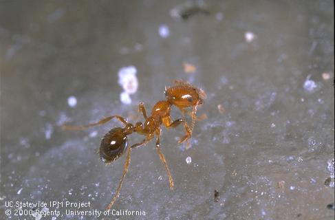 Southern fire ant worker with red head and thorax and dark abdomen.