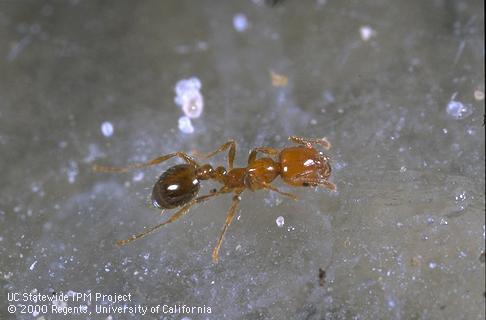 Southern fire ant worker with red head and thorax and dark abdomen.