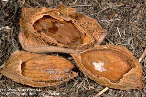 Crop damaged by southern fire ant.