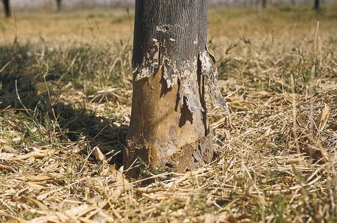 Bark girdled around the base of a young tree trunk from feeding by Southern fire ants, <I>Solenopsis xyloni.</I> .