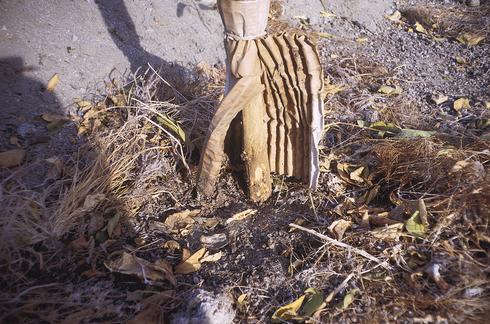 Bark girdled around the base of a young tree trunk from feeding by Southern fire ants, Solenopsis xyloni. Bark damage revealed by removing cardboard trunk wrap.