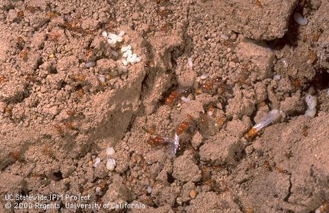 Southern fire ant colony.