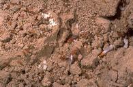 Southern fire ant nest