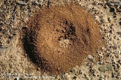 Crop damaged by southern fire ant.