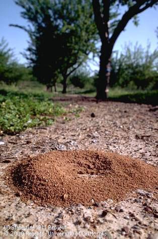 Southern fire ant.