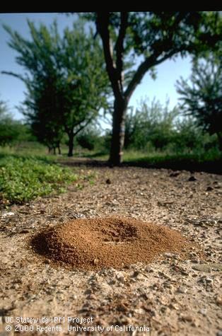 Key characteristic of southern fire ant.