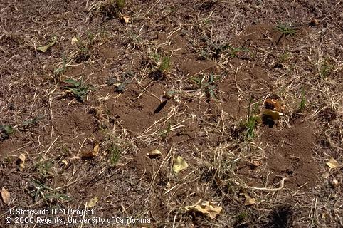 Key characteristic of southern fire ant.