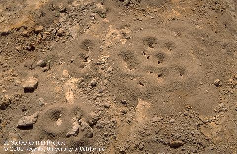 Mounds at the entrances to a southern fire ant colony.